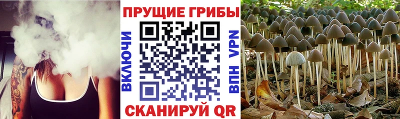 Псилоцибиновые грибы Magic Shrooms  хочу наркоту  shop телеграм  Усть-Джегута 